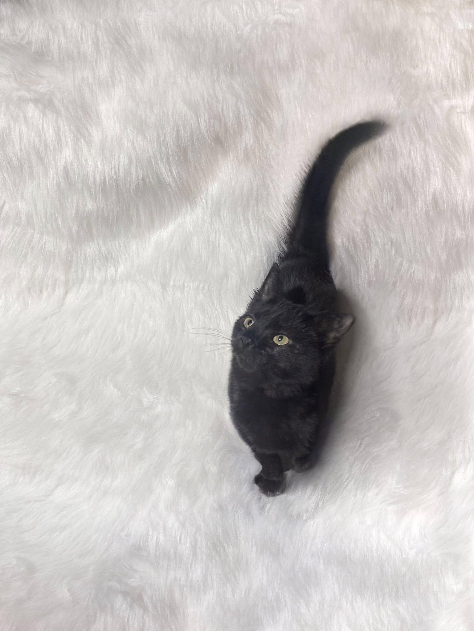 Enlarge Spice, an adopted Domestic Short Hair in Reading, PA image 1/1