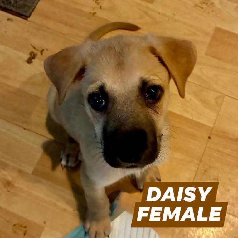 Daisy, Adopted, Puppy Female German Shepherd Dog & Golden Retriever.