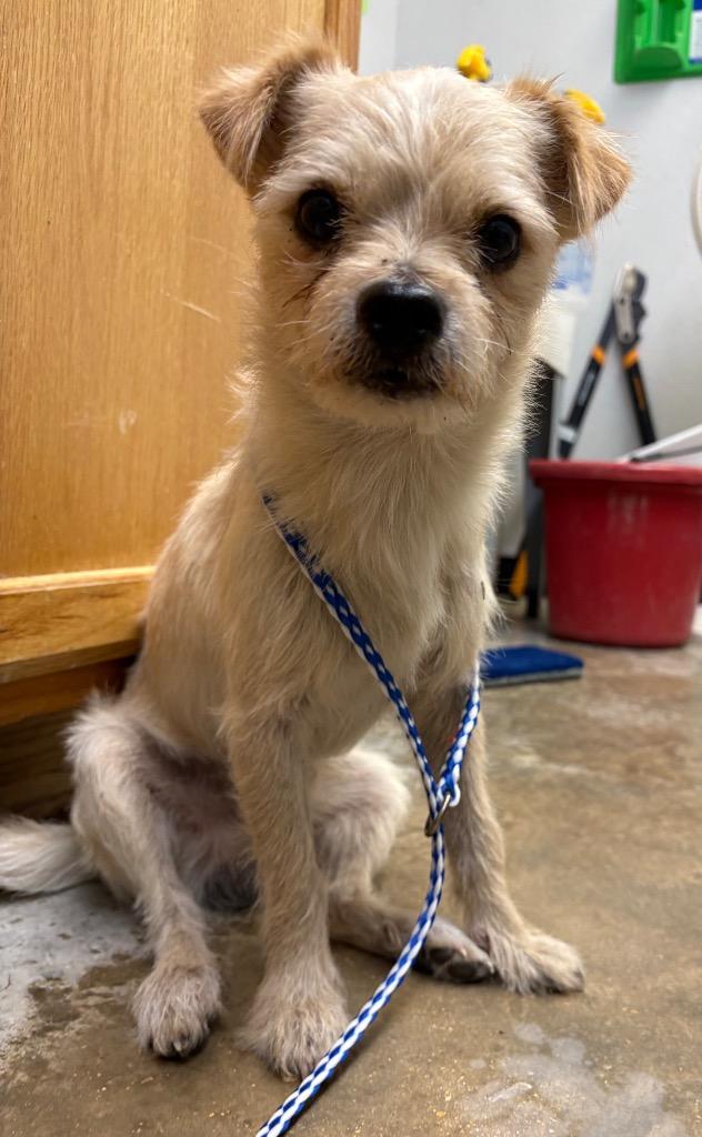 Enlarge Marco, a Adoptable mixed breed in Lockhart, TX image 1/1