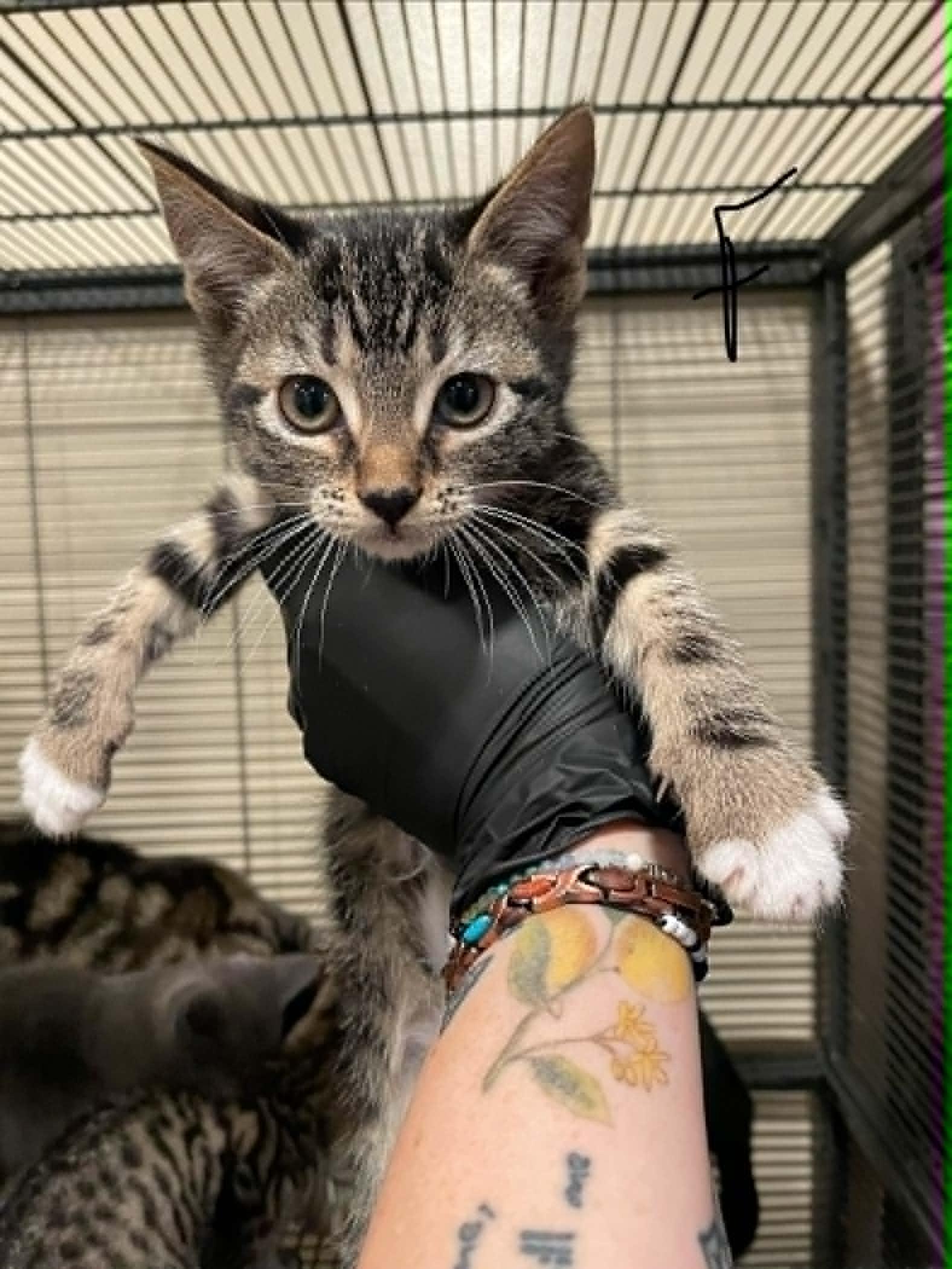 Deborah, ADOPTABLE, Kitten Female Domestic Short Hair.