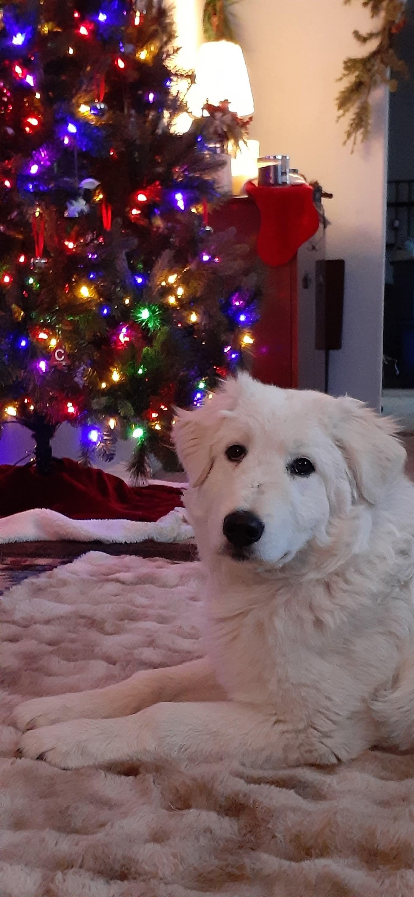 Enlarge Hope, a Adoptable Great Pyrenees in Bountiful, UT image 1/1