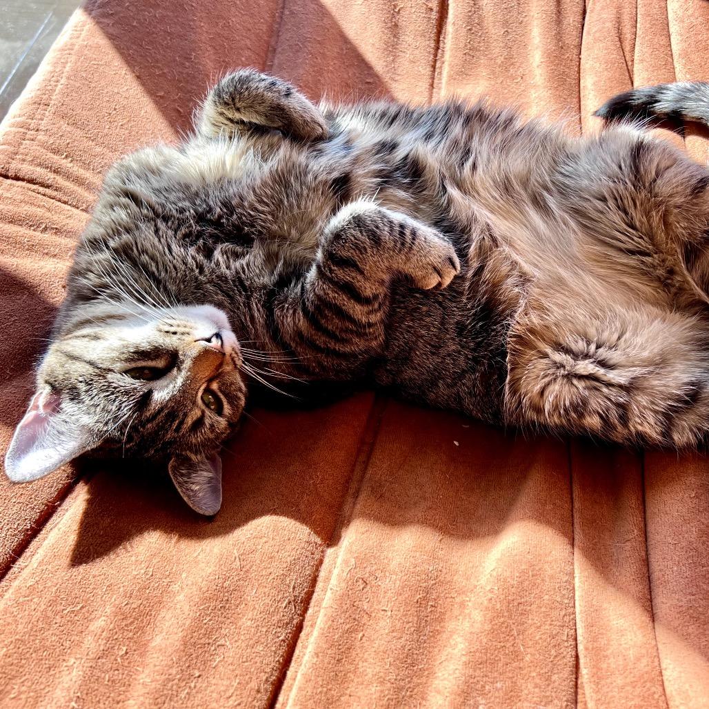 Paisley, Adoptable, Adult Female Domestic Short Hair.