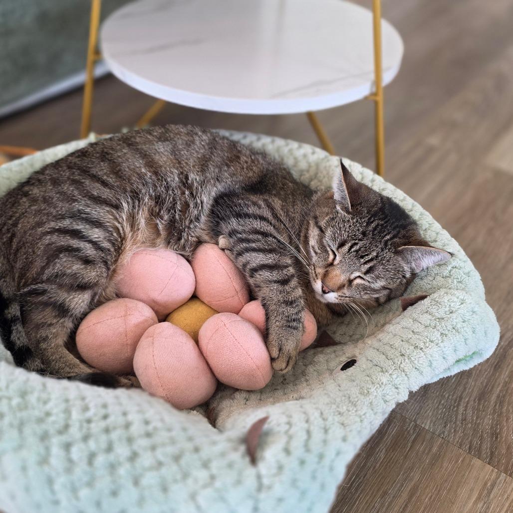 Enlarge Paisley, a Adoptable Domestic Short Hair in Chapel Hill, NC image 3/5