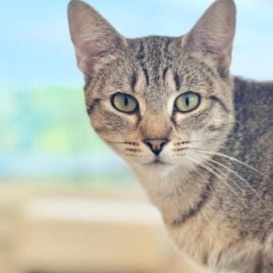 Enlarge Paisley, a Adoptable Domestic Short Hair in Chapel Hill, NC image 4/5