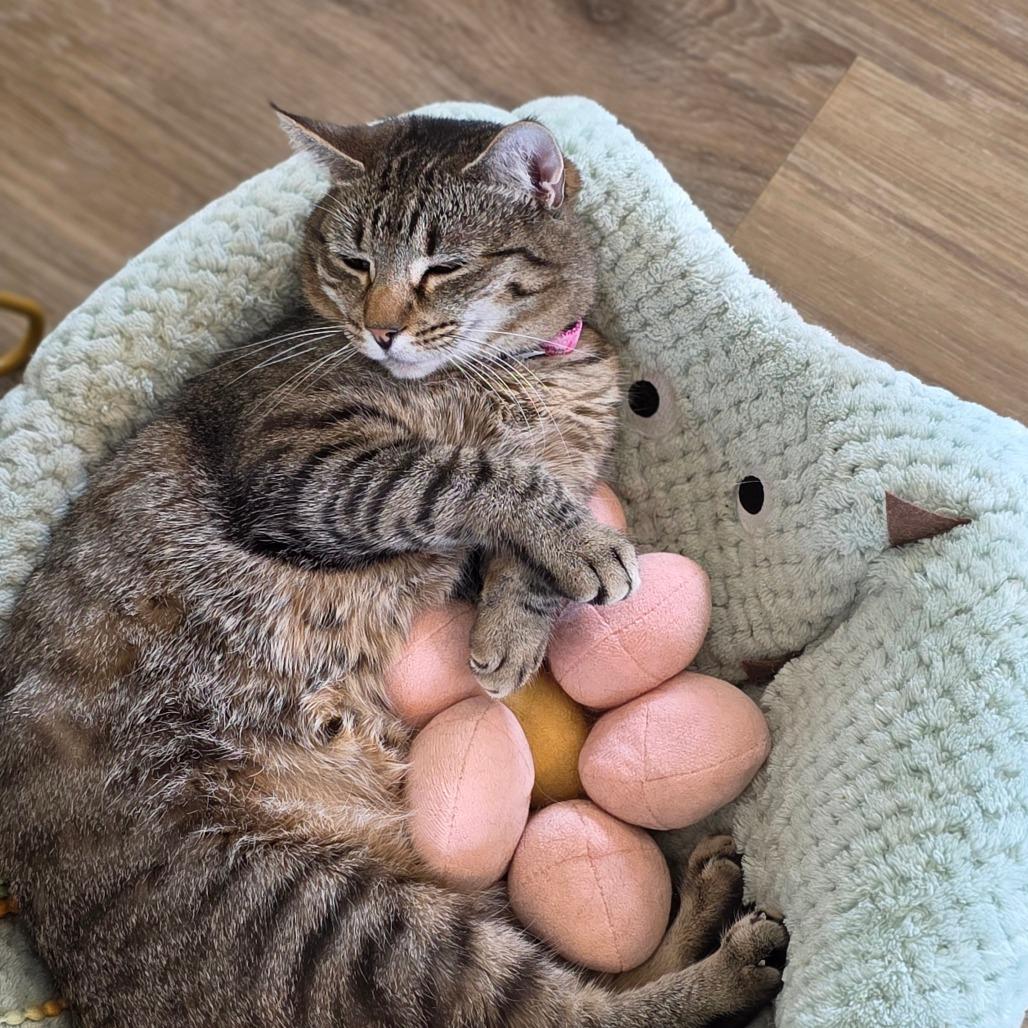 Enlarge Paisley, a Adoptable Domestic Short Hair in Chapel Hill, NC image 5/5