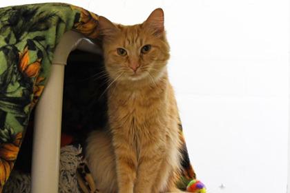 Enlarge Tangerine, a Adoptable mixed breed in Scotia, NY image 1/3