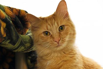 Enlarge Tangerine, a Adoptable mixed breed in Scotia, NY image 2/3