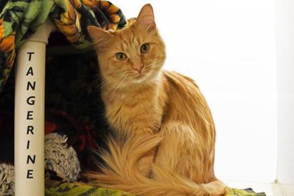 Enlarge Tangerine, a Adoptable mixed breed in Scotia, NY image 3/3