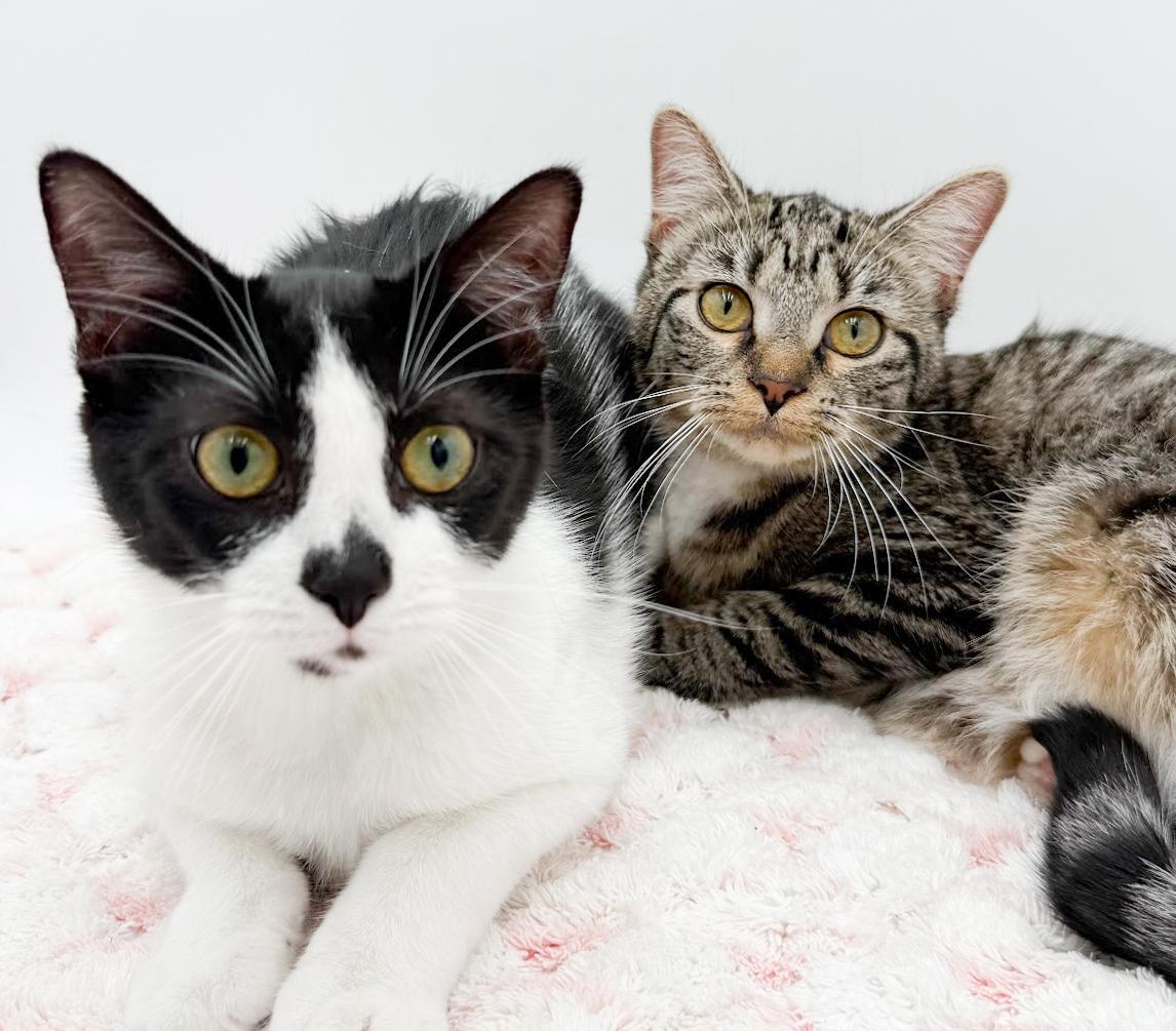 Biscuit is a LOVER and delicious in every way! Adores her sis Muffin!, a Adoptable mixed breed in Bedford Hills, NY image 5/6