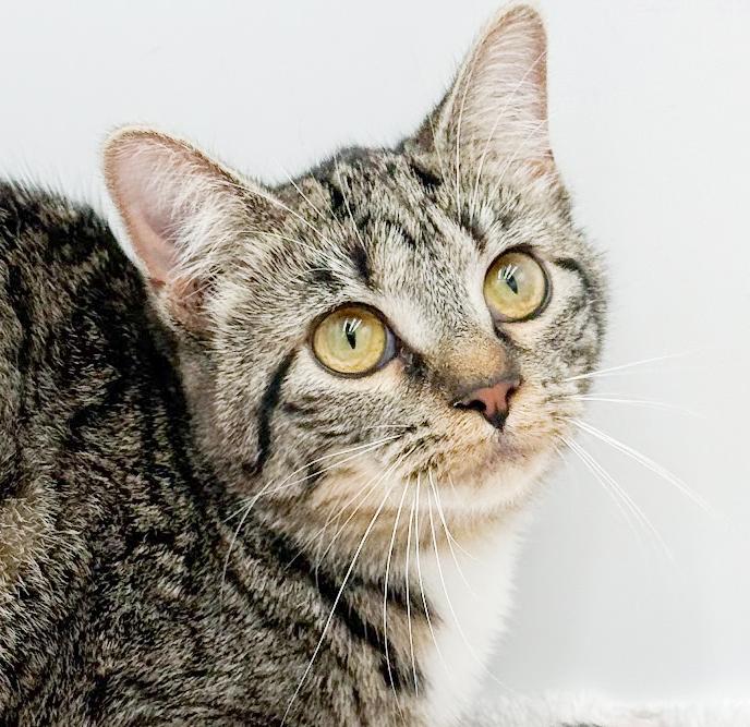Biscuit is a LOVER and delicious in every way! Adores her sis Muffin!, a Adoptable mixed breed in Bedford Hills, NY image 1/6