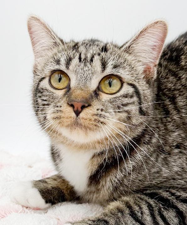 Biscuit is a LOVER and delicious in every way! Adores her sis Muffin!, a Adoptable mixed breed in Bedford Hills, NY image 6/6