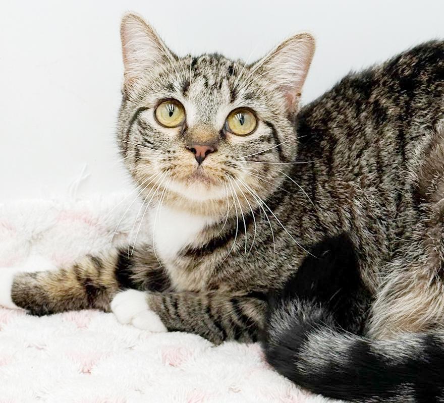 Biscuit is a LOVER and delicious in every way! Adores her sis Muffin!, a Adoptable mixed breed in Bedford Hills, NY image 3/6