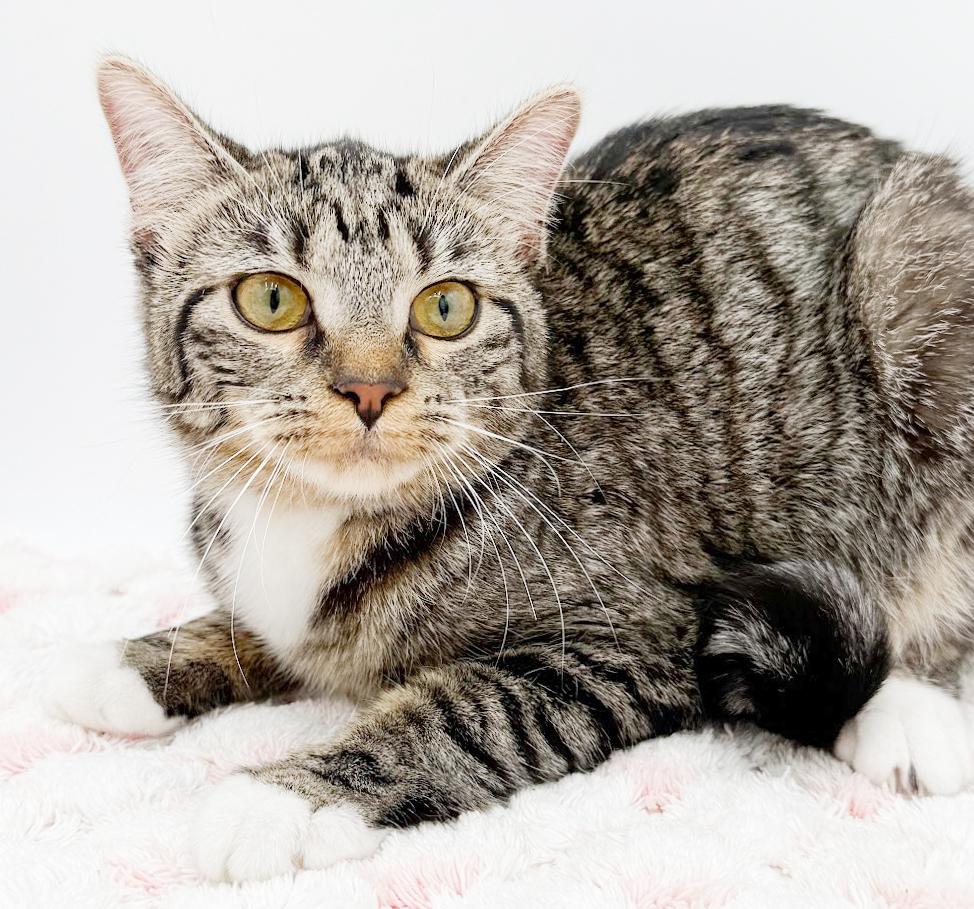 Biscuit is a LOVER and delicious in every way! Adores her sis Muffin!, a Adoptable mixed breed in Bedford Hills, NY image 2/6