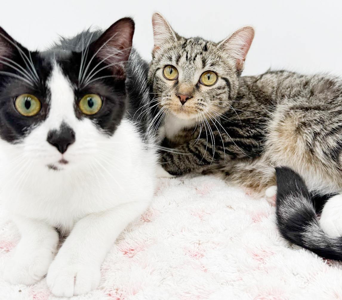 Biscuit is a LOVER and delicious in every way! Adores her sis Muffin!, a Adoptable mixed breed in Bedford Hills, NY image 4/6