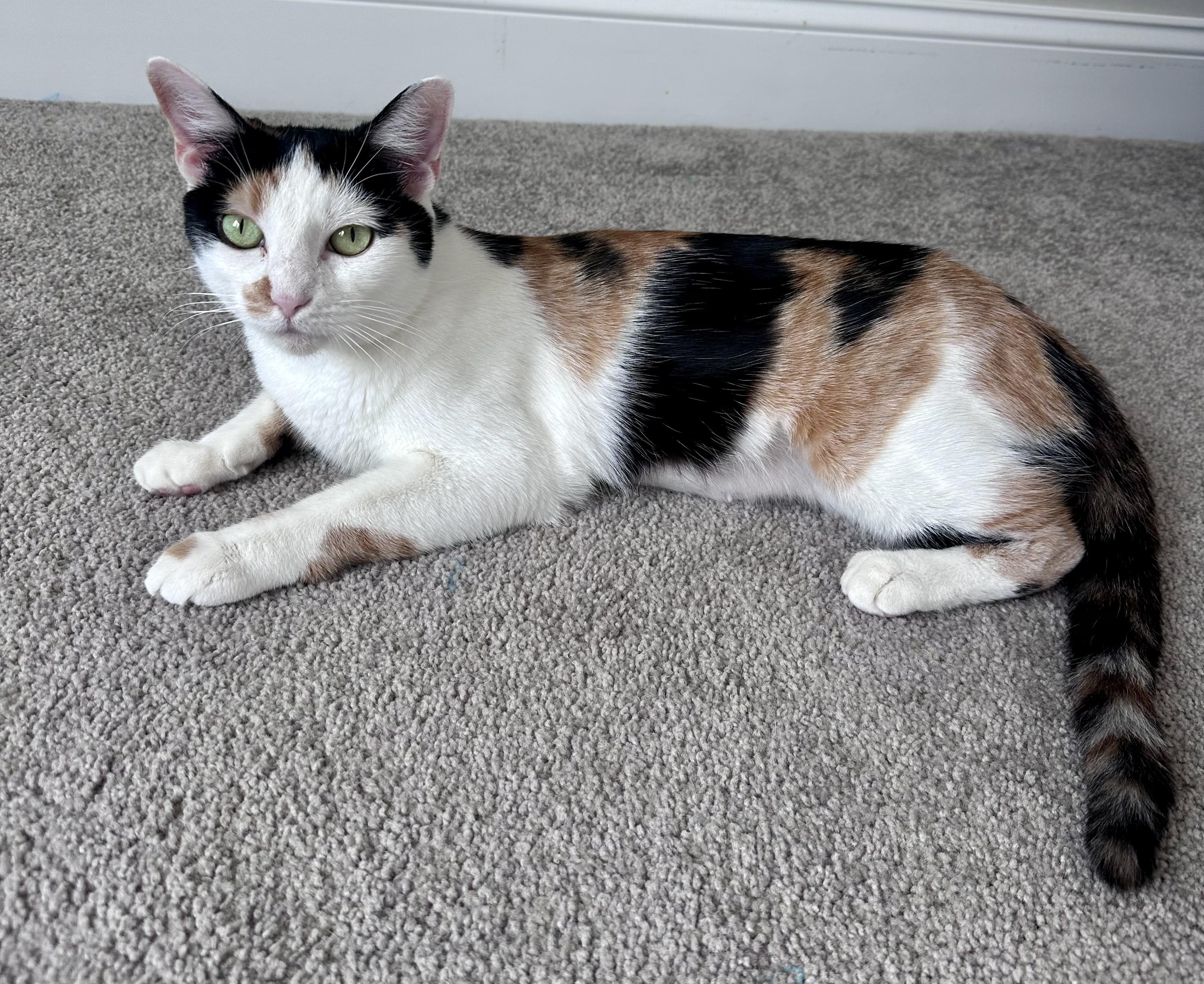 Bella, ADOPTABLE, Young Female Calico.