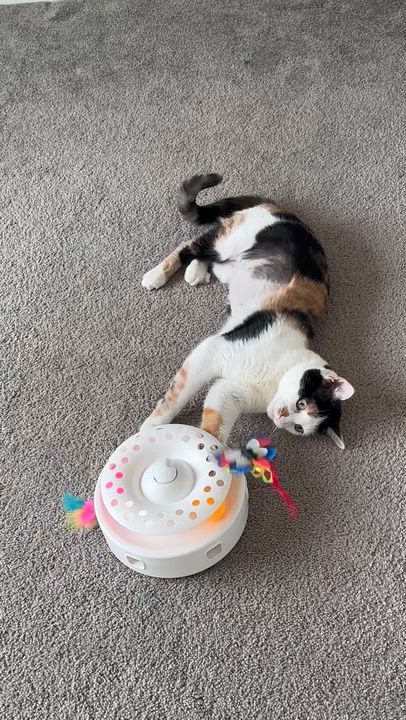 Enlarge Bella, a ADOPTABLE Calico in Copley, OH video 2/2