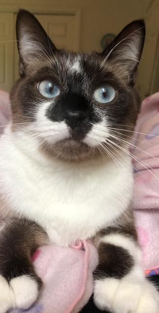 Mittens and Thumbs Courtesy Listed, a ADOPTABLE mixed breed in Midland, MI image 2/6
