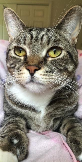 Mittens and Thumbs Courtesy Listed, a ADOPTABLE mixed breed in Midland, MI image 3/6