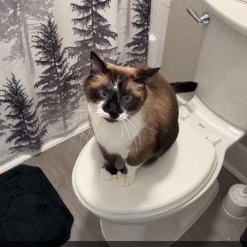 Mittens and Thumbs Courtesy Listed, a ADOPTABLE mixed breed in Midland, MI image 5/6