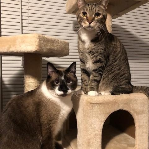 Mittens and Thumbs Courtesy Listed, ADOPTABLE, Senior Male Siamese & Domestic Short Hair.