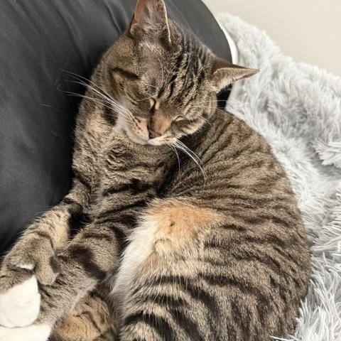 Mittens and Thumbs Courtesy Listed, a ADOPTABLE mixed breed in Midland, MI image 4/6