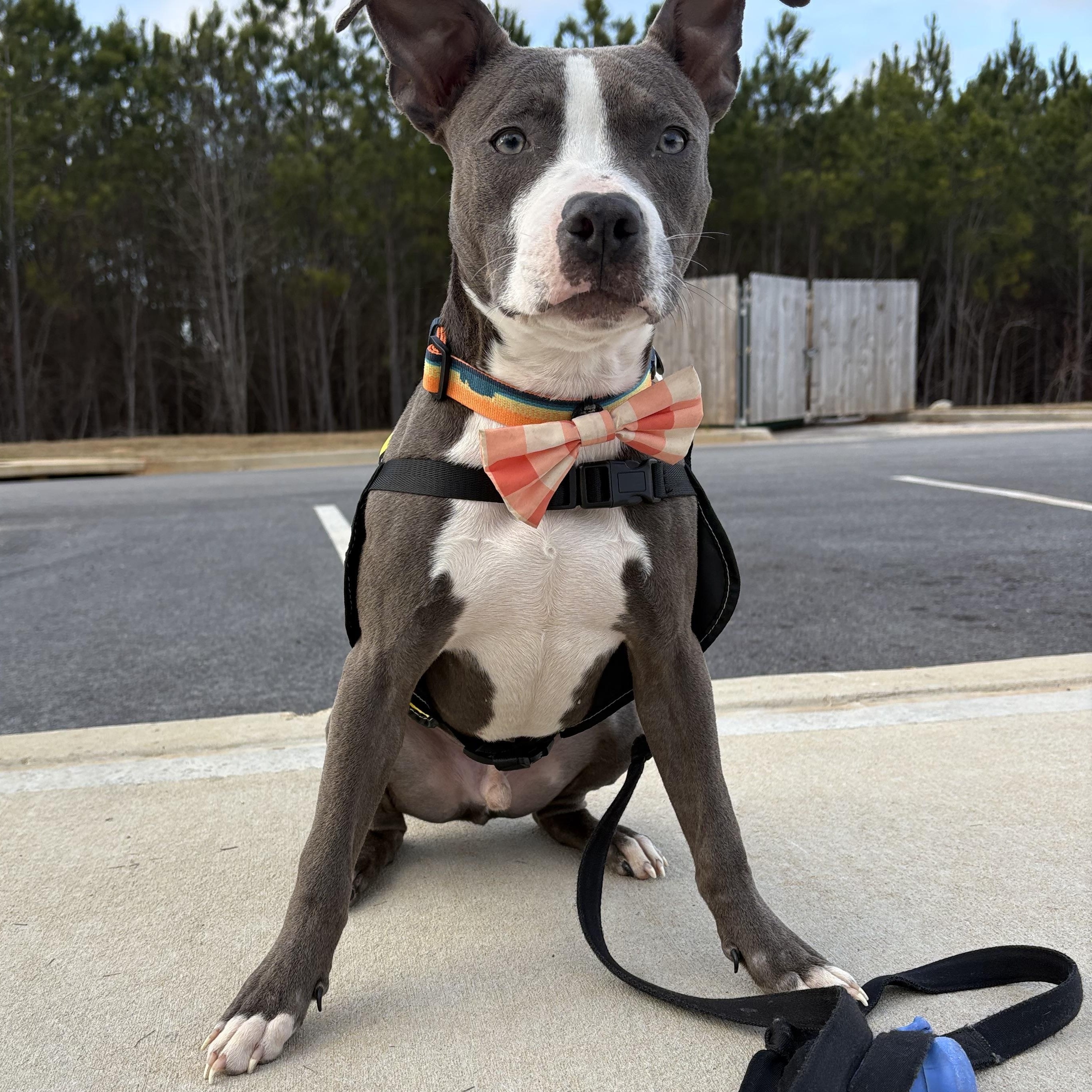 Enlarge Bleu, a ADOPTABLE Mixed Breed in atlanta, GA image 3/5