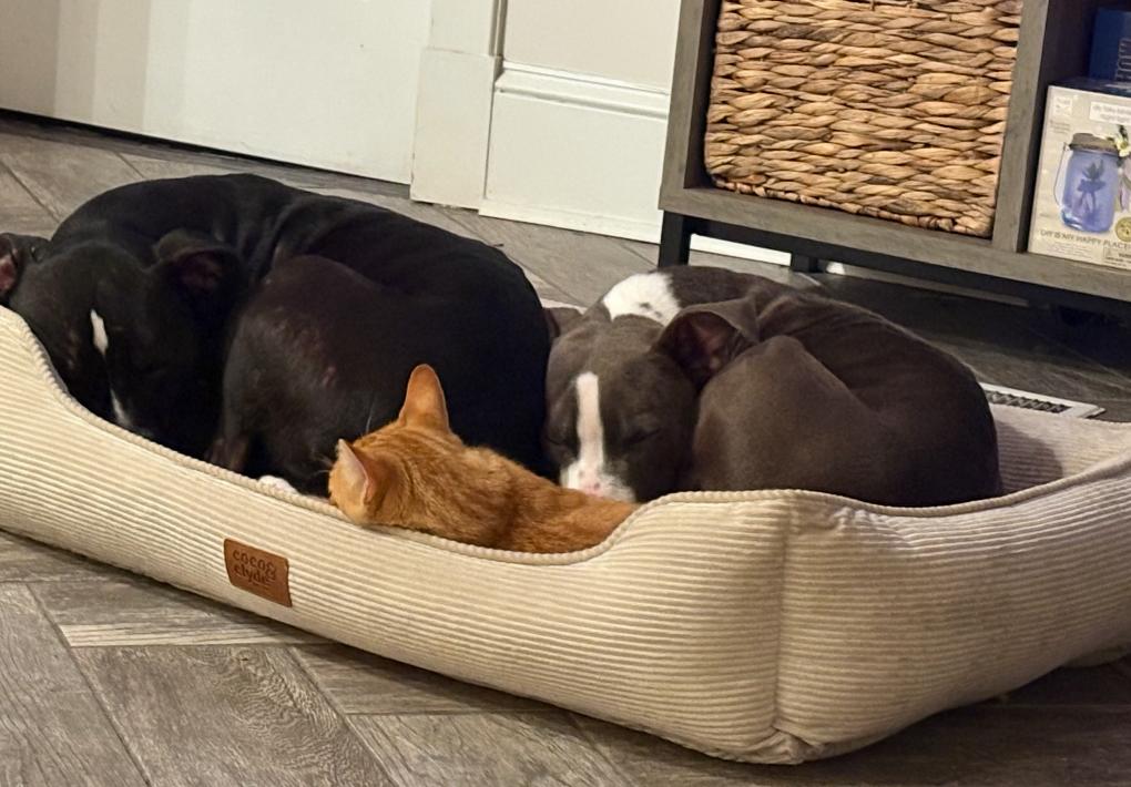 Enlarge Bleu, a ADOPTABLE Mixed Breed in atlanta, GA image 5/5