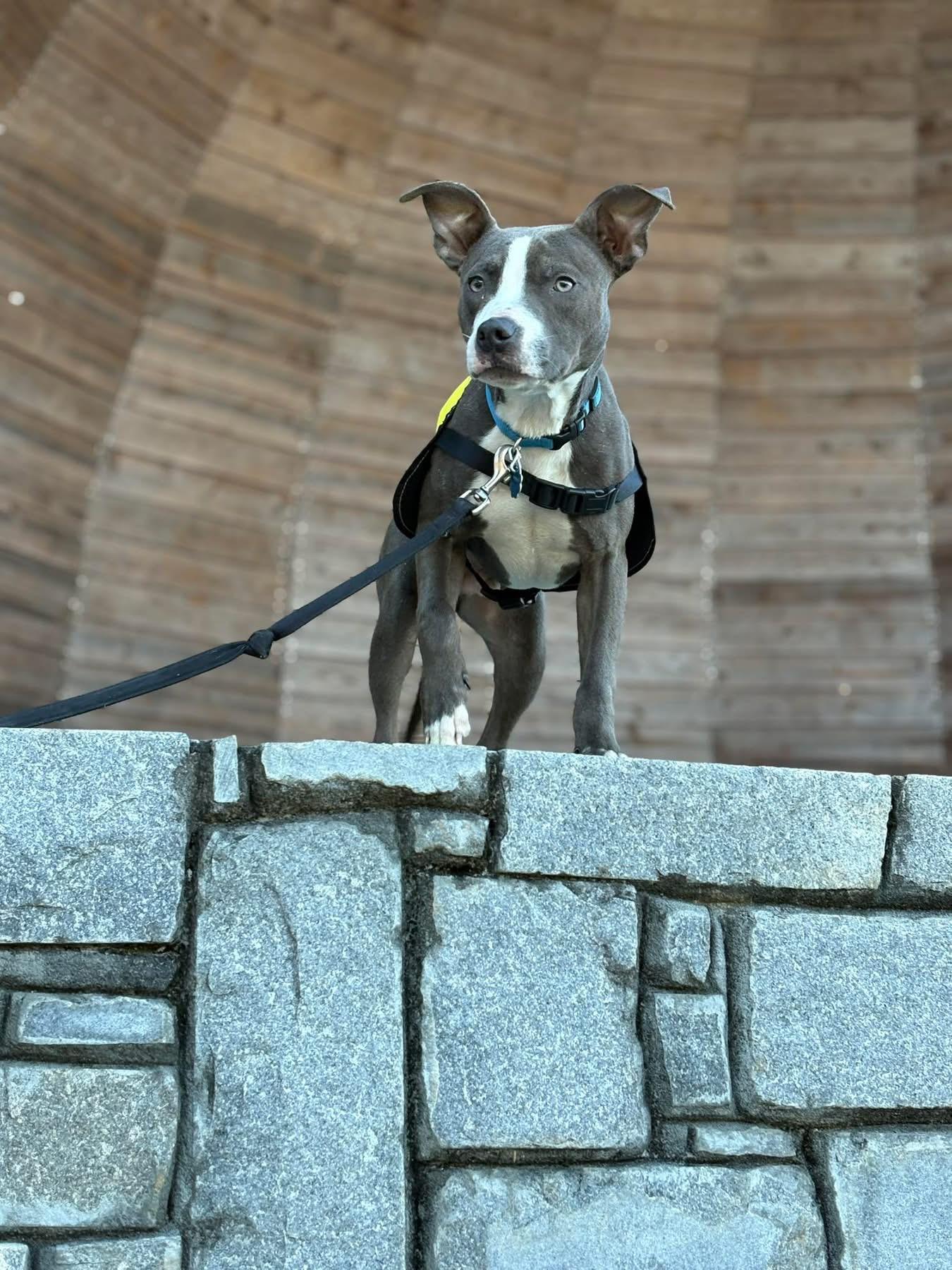 Bleu, ADOPTABLE, Puppy Male Mixed Breed.