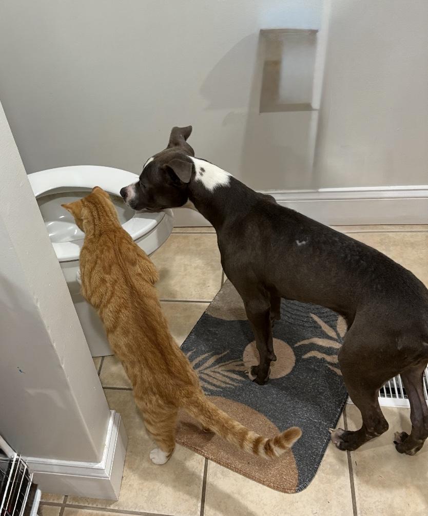 Enlarge Bleu, a ADOPTABLE Mixed Breed in atlanta, GA image 4/5