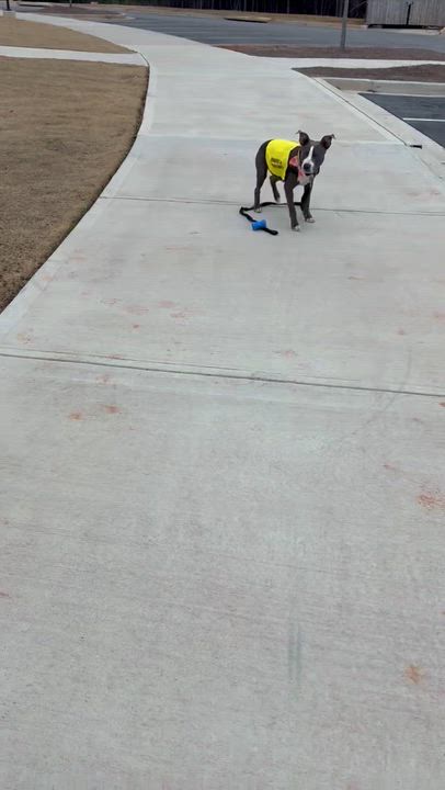 Enlarge Bleu, a ADOPTABLE Mixed Breed in atlanta, GA video 2/5