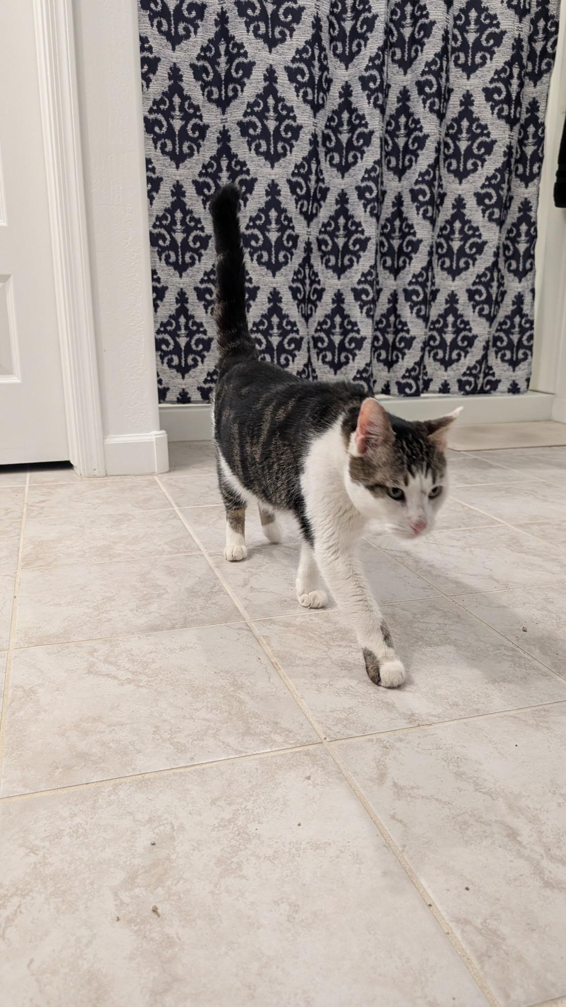 Enlarge Mick, a ADOPTABLE Domestic Short Hair in queen creek, AZ image 4/4