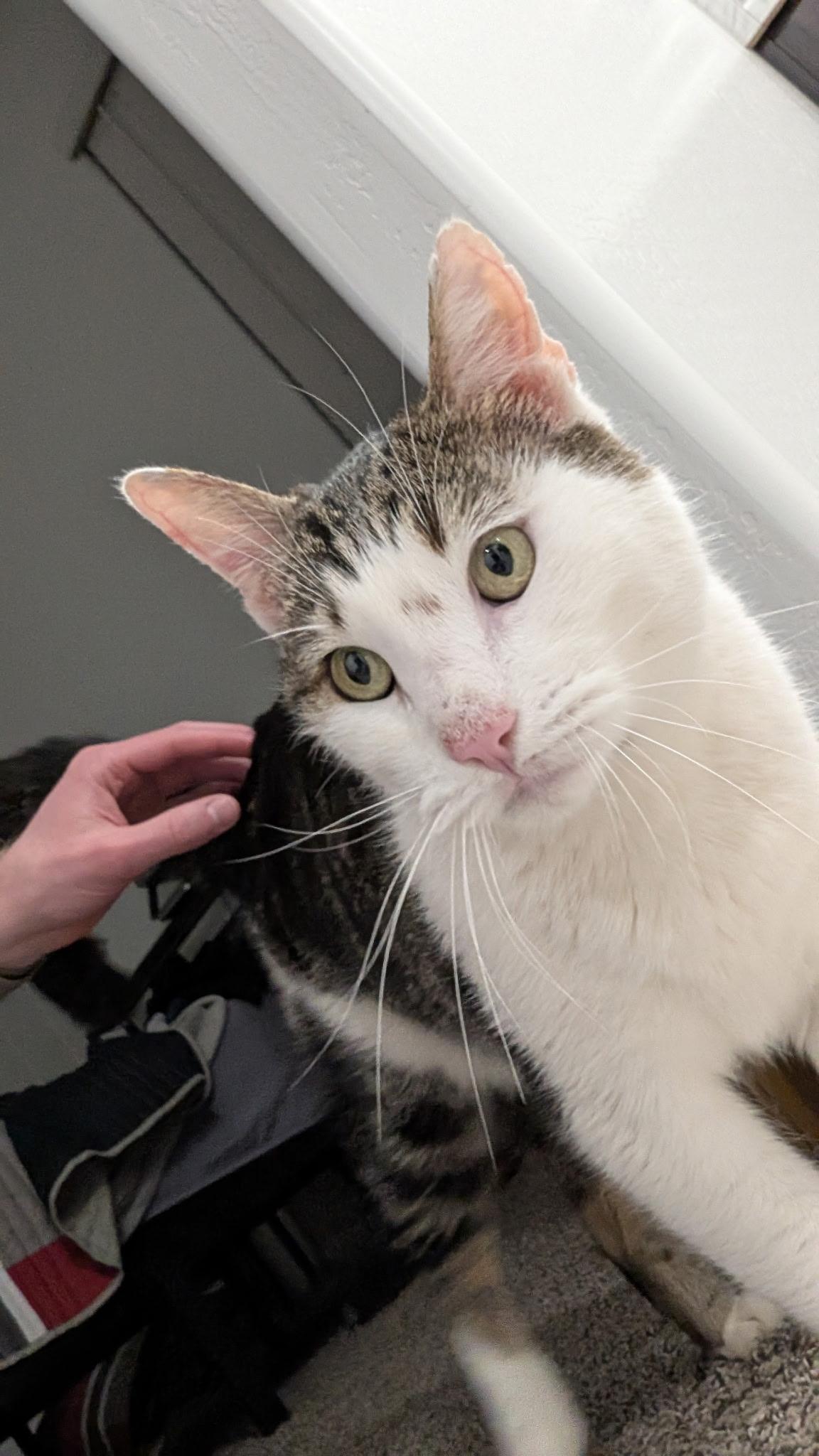 Enlarge Mick, a ADOPTABLE Domestic Short Hair in queen creek, AZ image 2/4