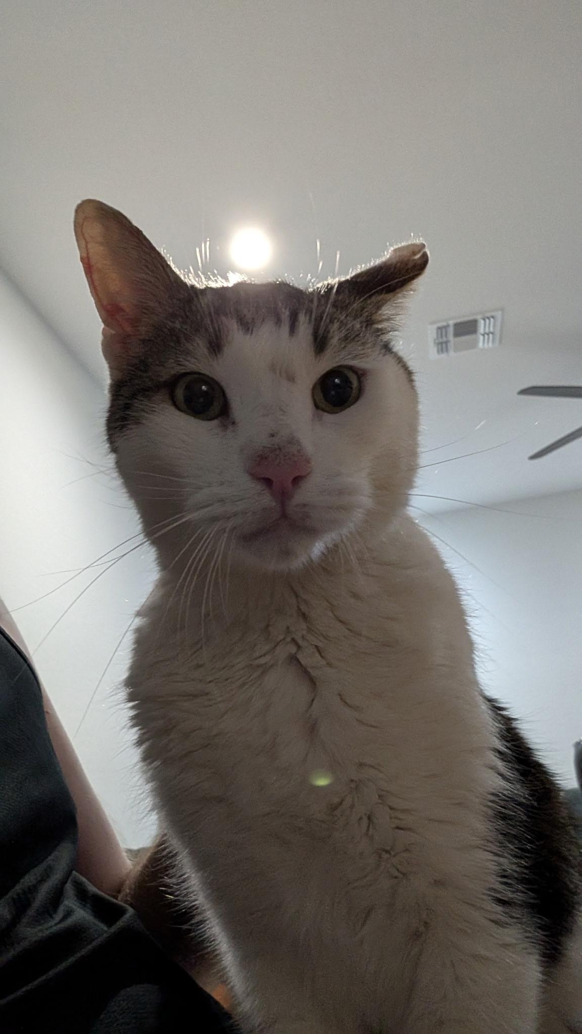 Enlarge Mick, a ADOPTABLE Domestic Short Hair in queen creek, AZ image 1/4