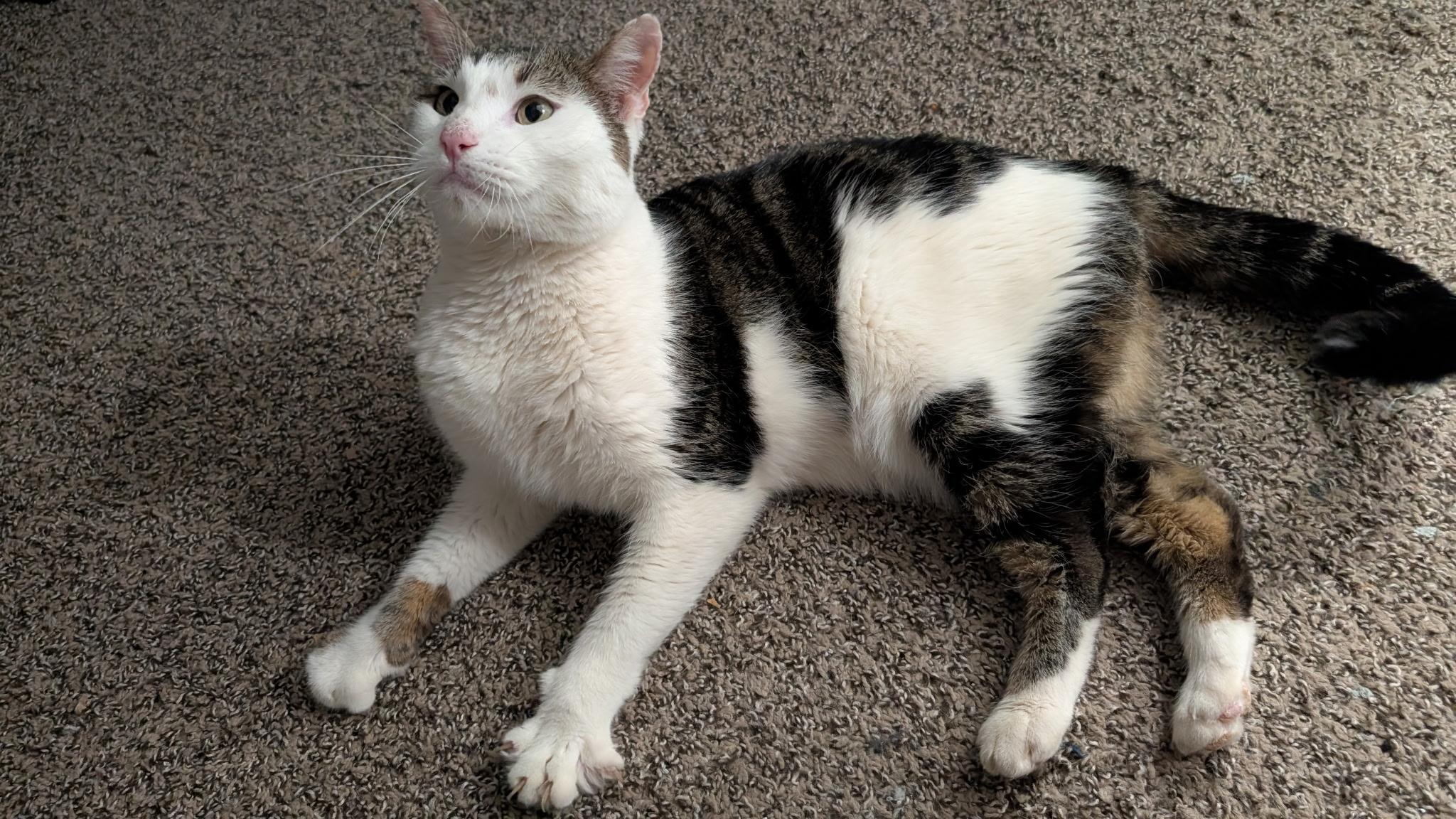 Enlarge Mick, a ADOPTABLE Domestic Short Hair in queen creek, AZ image 3/4