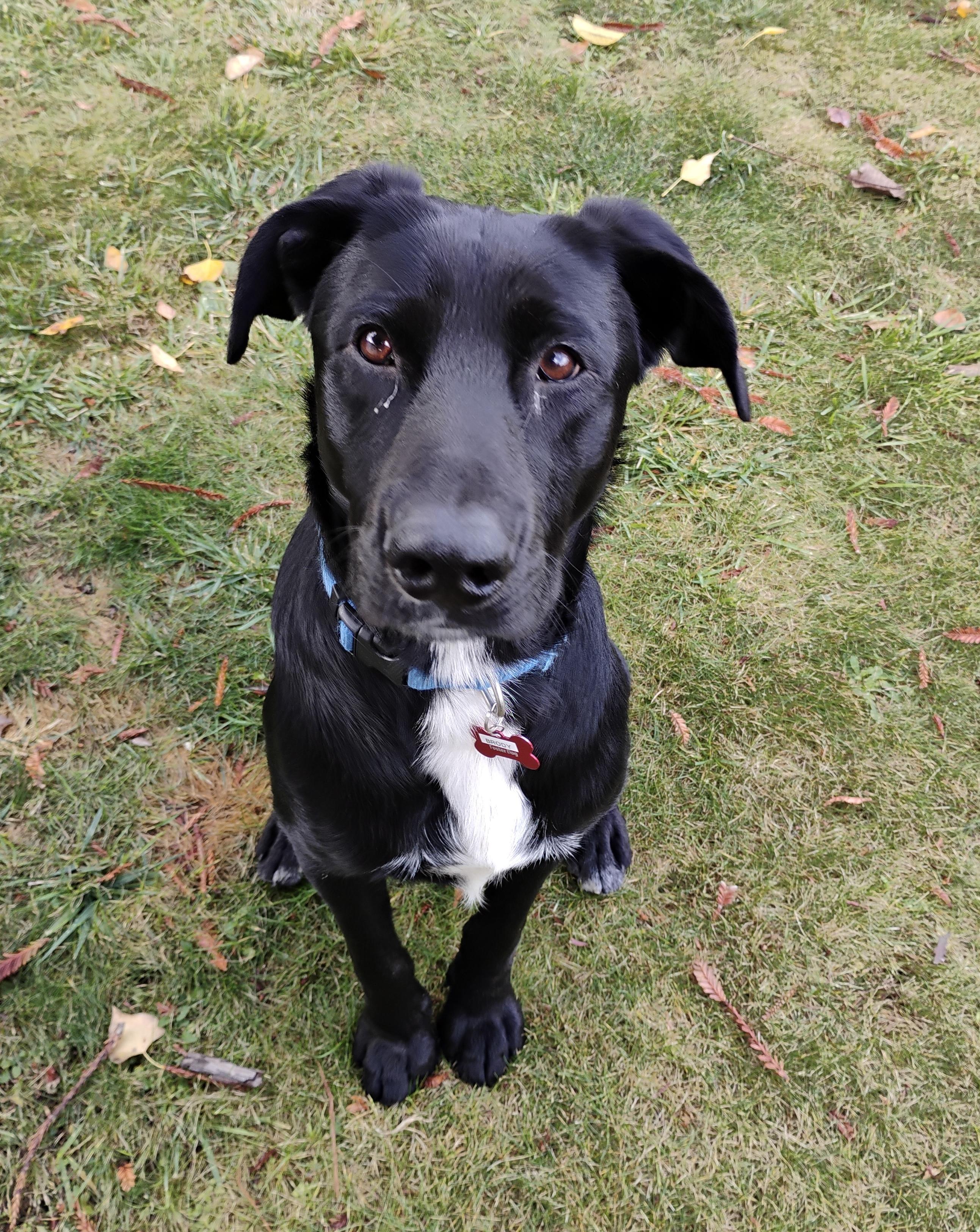 Brody, a Adoptable mixed breed in San Francisco, CA image 2/3