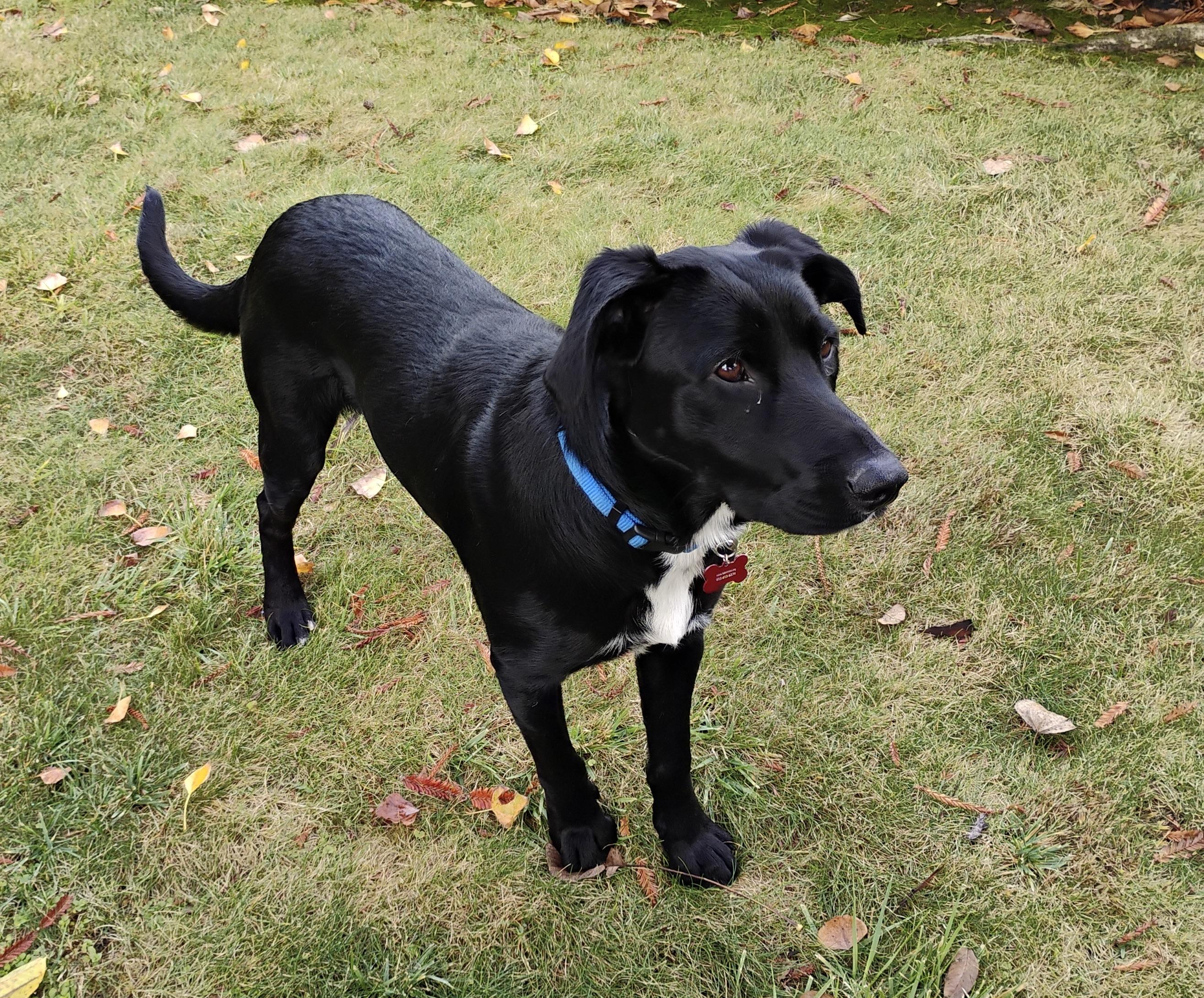 Brody, a Adoptable mixed breed in San Francisco, CA image 3/3