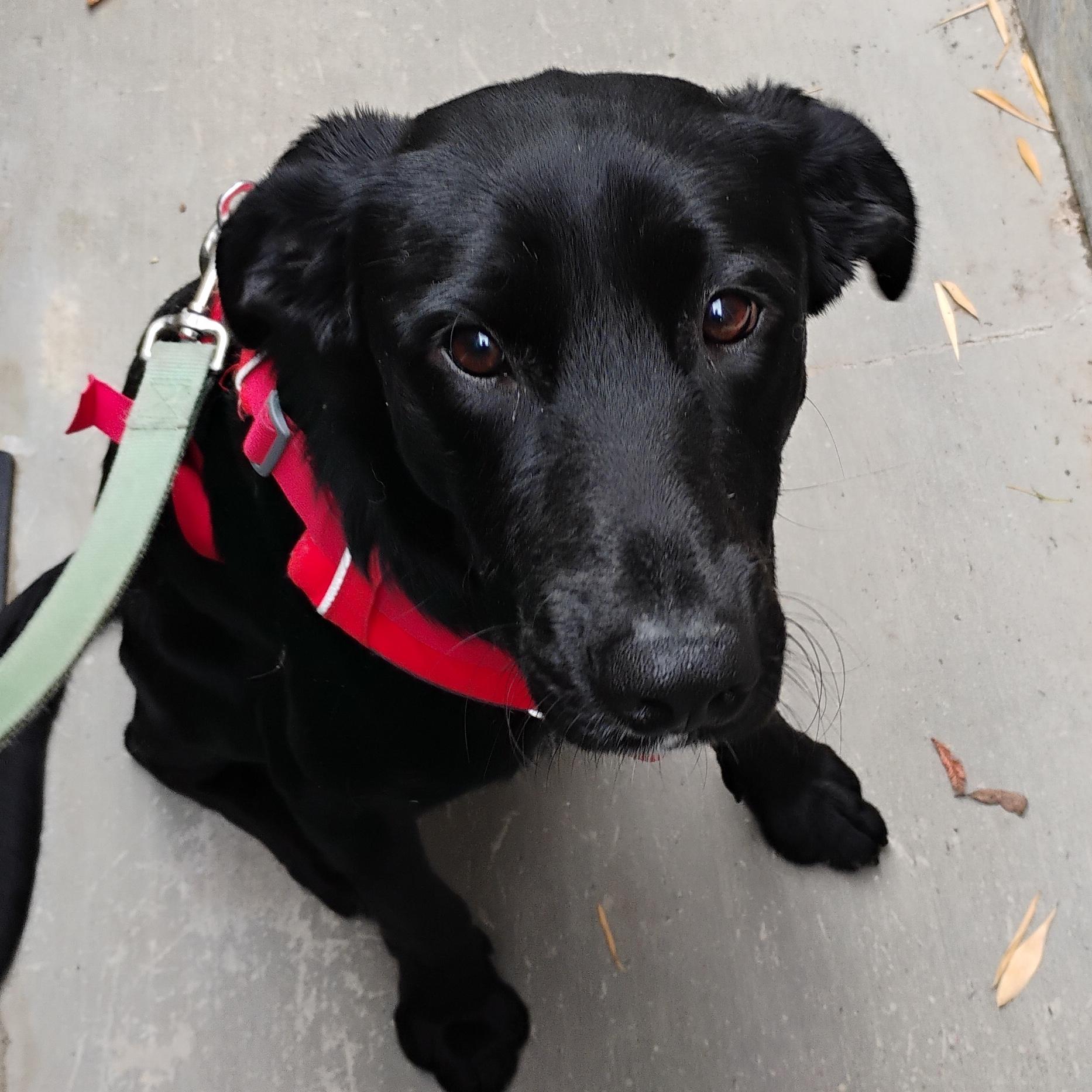 Brody, Adoptable, Young Male Labrador Retriever.