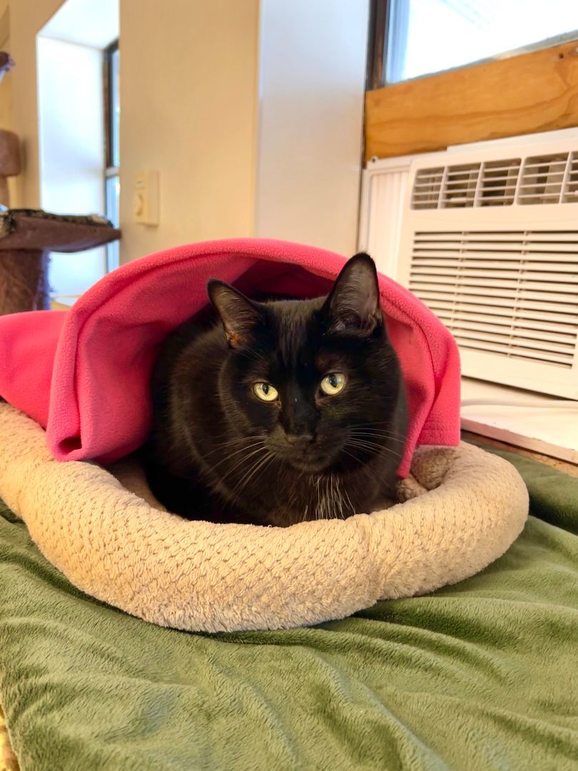 Kenzie, a Adoptable Domestic Short Hair in Guthrie, OK image 1/8