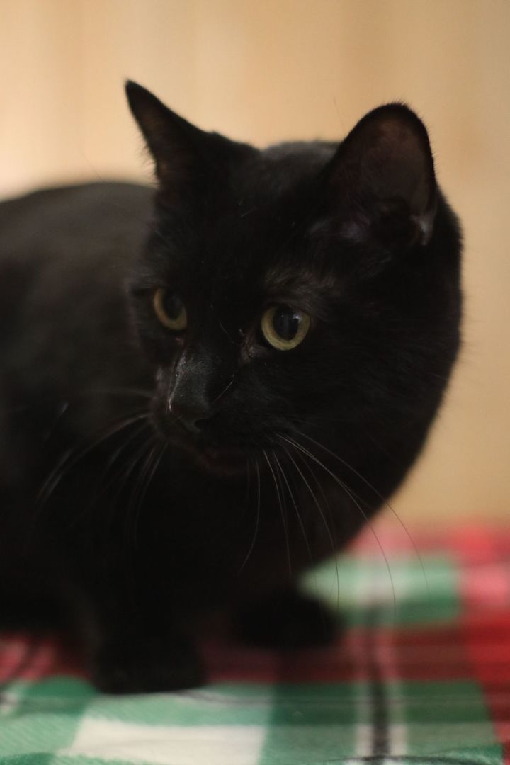 Kenzie, a Adoptable Domestic Short Hair in Guthrie, OK image 2/8