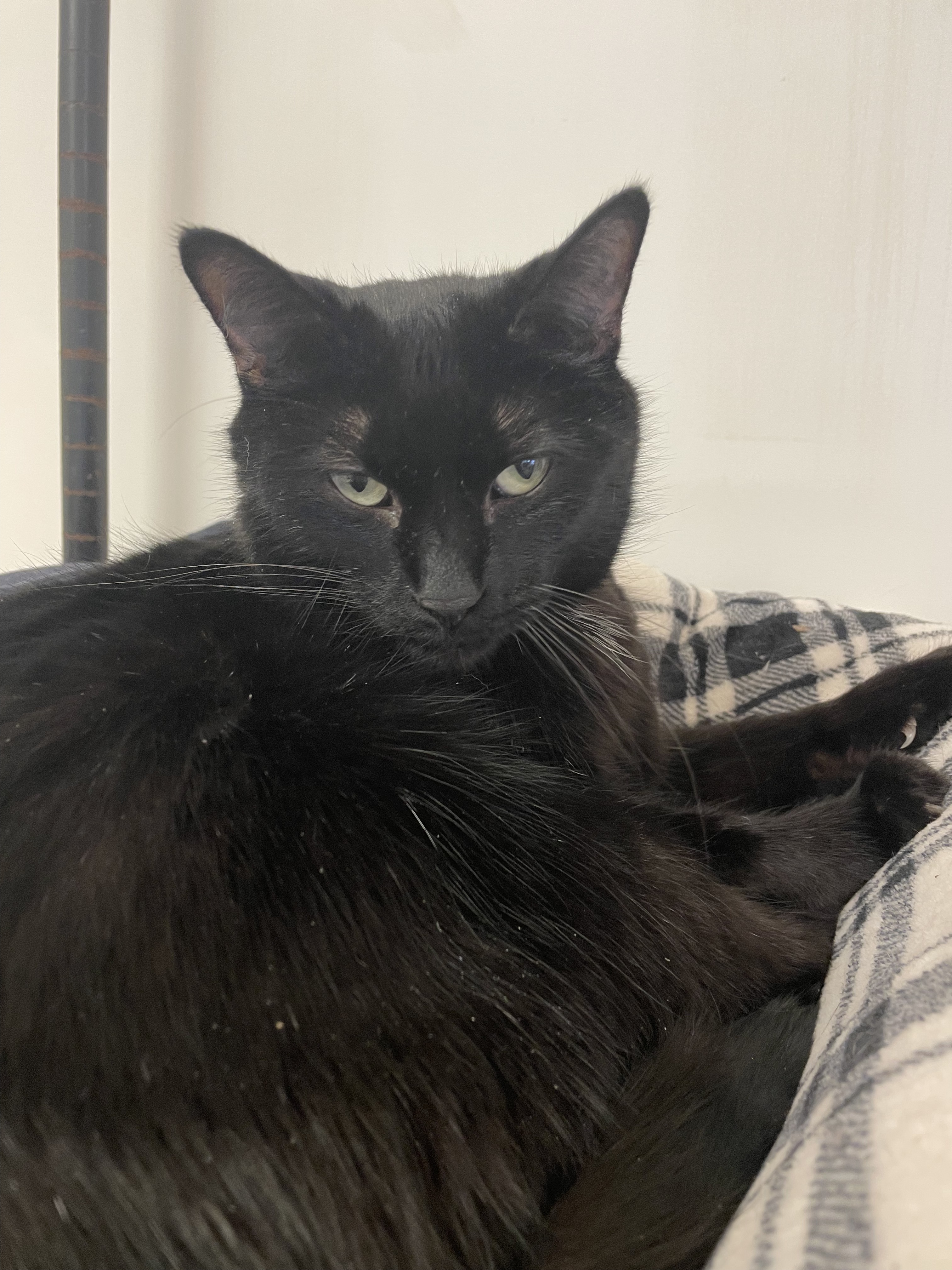 Kenzie, a Adoptable Domestic Short Hair in Guthrie, OK image 3/8