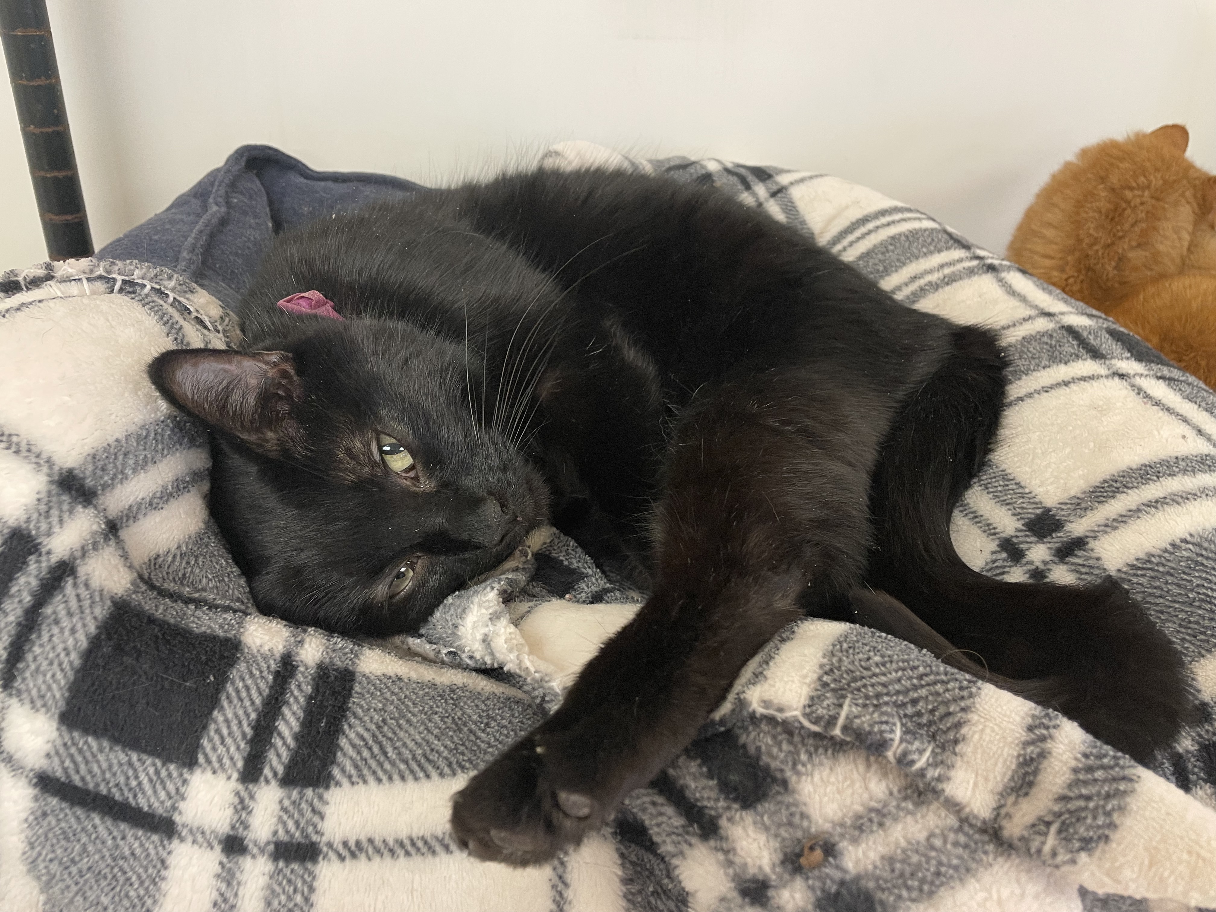 Kenzie, a Adoptable Domestic Short Hair in Guthrie, OK image 4/8