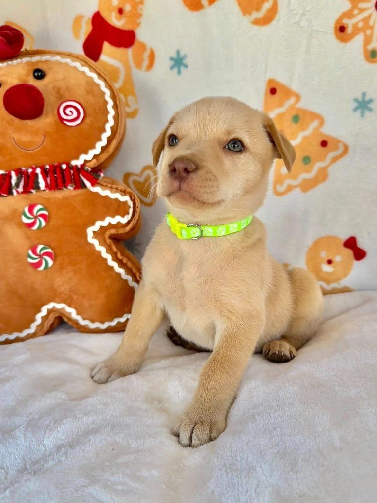 December Gentry thumbnail 6