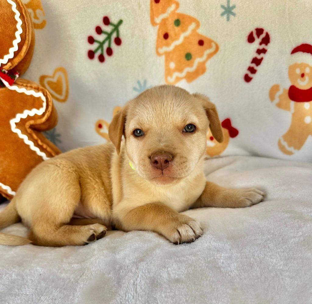 December Gentry thumbnail 7