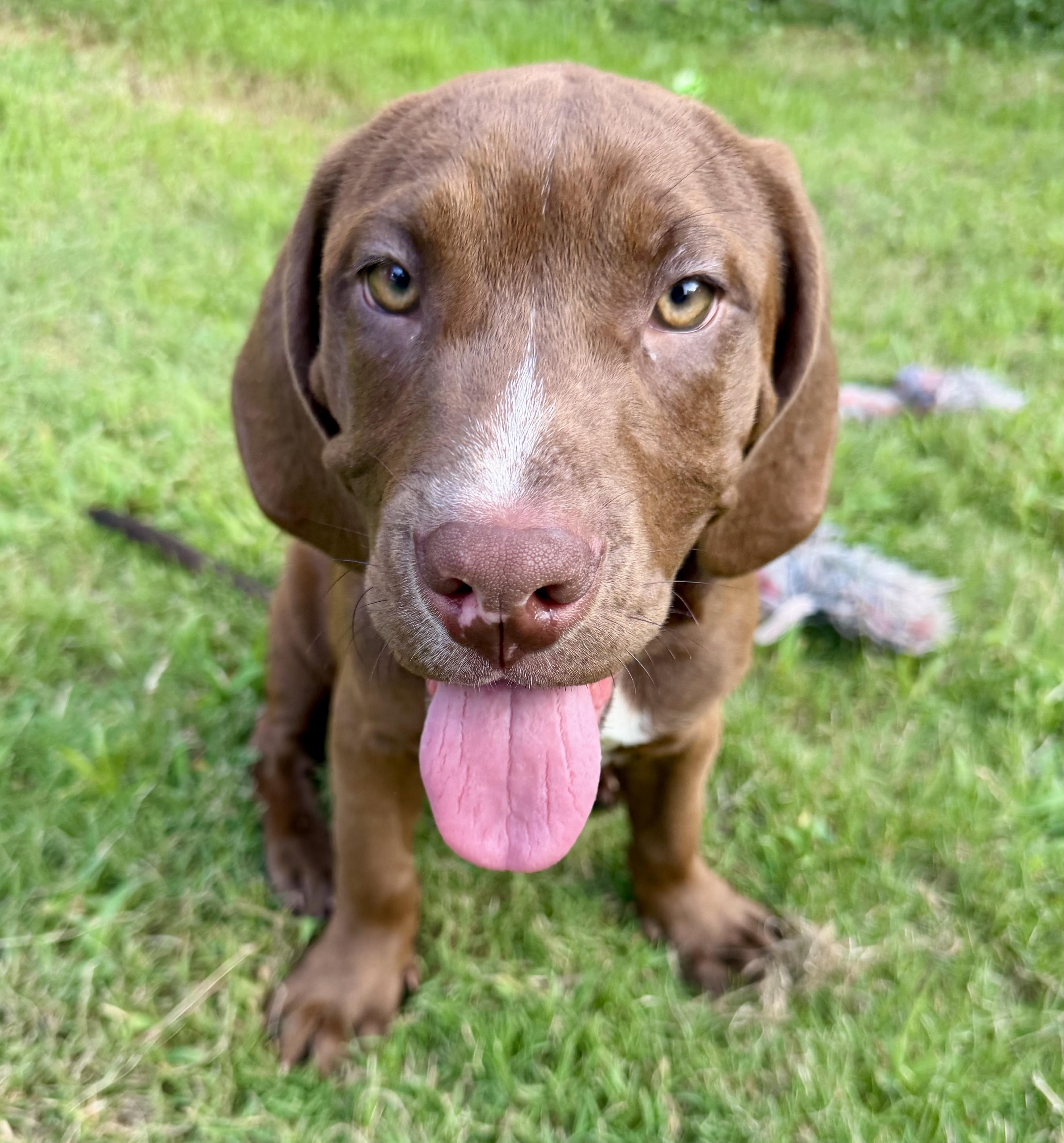 Samson, adopted, Puppy Male Hound & Chocolate Labrador Retriever.