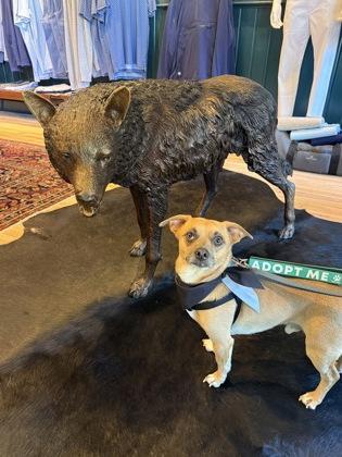 Sebastian, Adoptable, Adult Male Chihuahua & Mixed Breed.