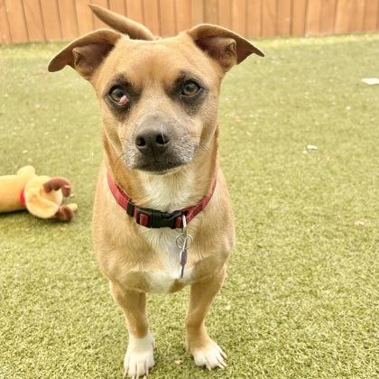 Sebastian, a Adoptable mixed breed in Harbor Springs, MI image 2/3