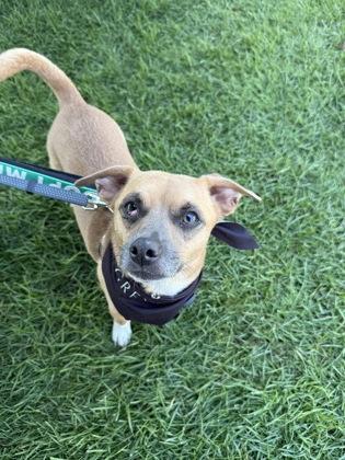 Sebastian, a Adoptable mixed breed in Harbor Springs, MI image 3/3