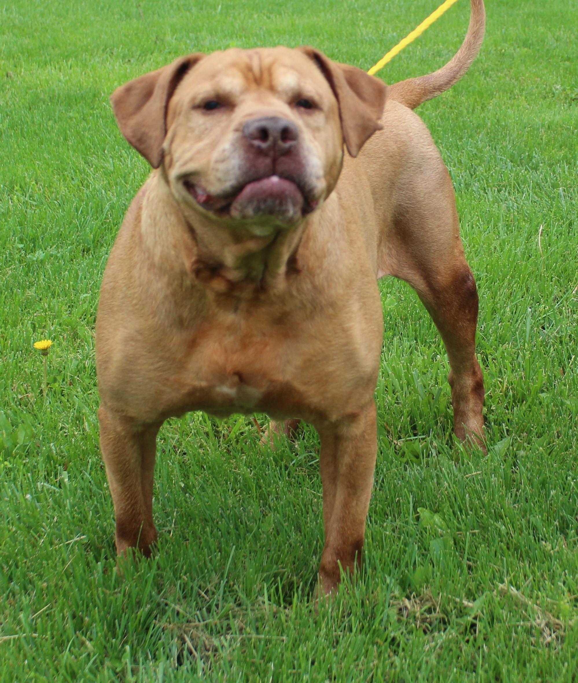 King (11817), ADOPTABLE, Senior Male Labrador Retriever.