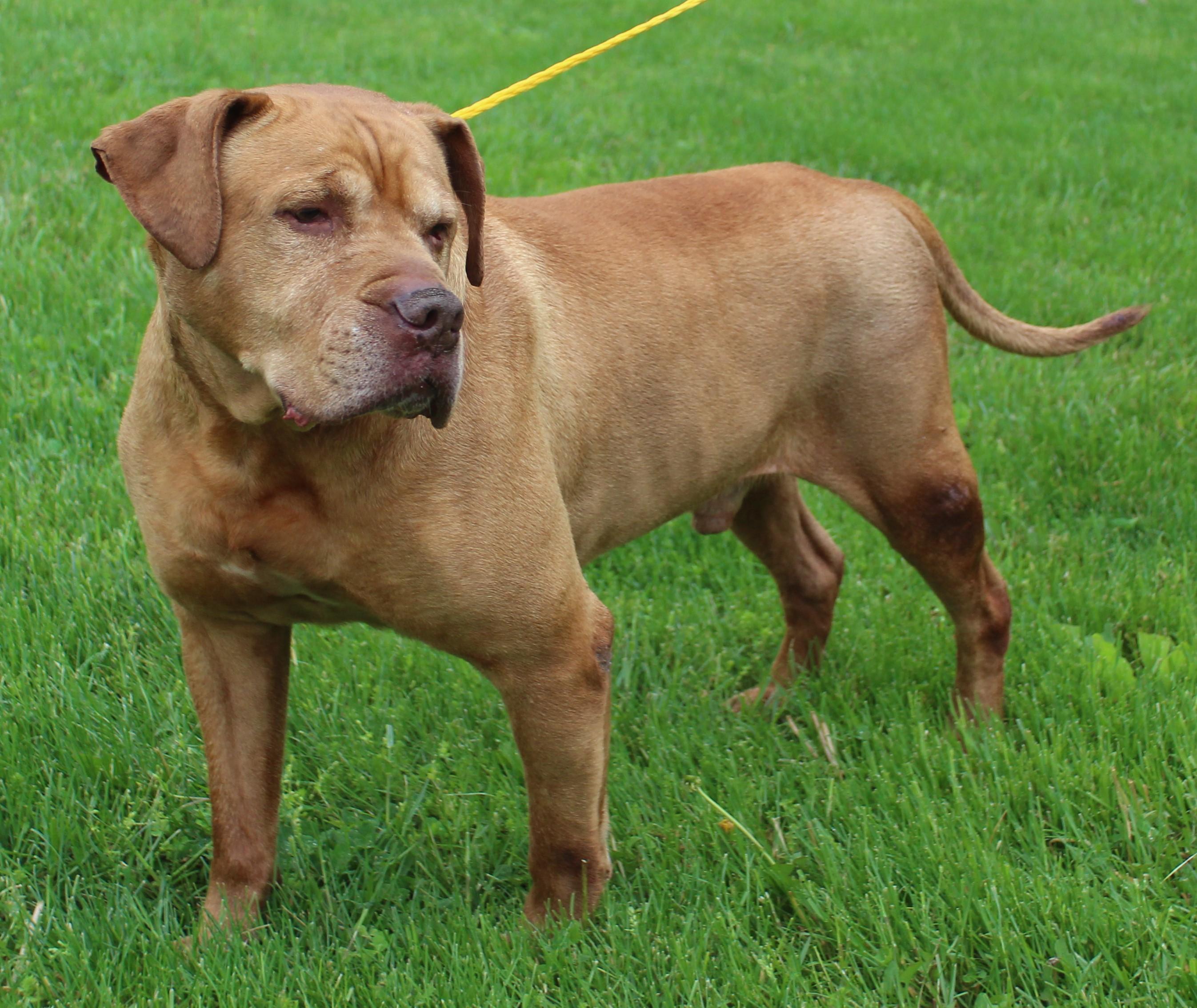 Enlarge King (11817), a ADOPTABLE mixed breed in Heath, OH image 3/3