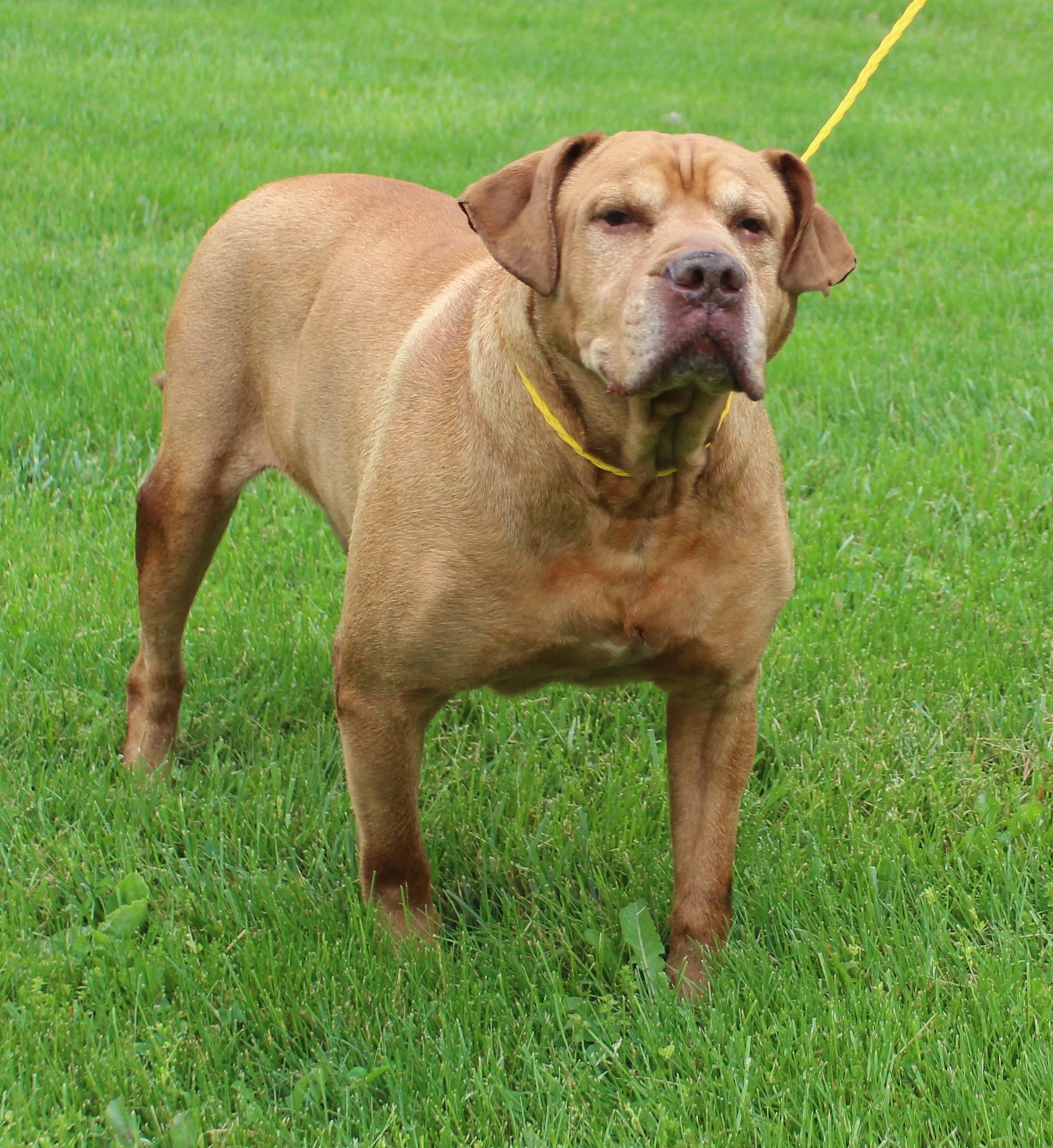 Enlarge King (11817), a ADOPTABLE mixed breed in Heath, OH image 2/3